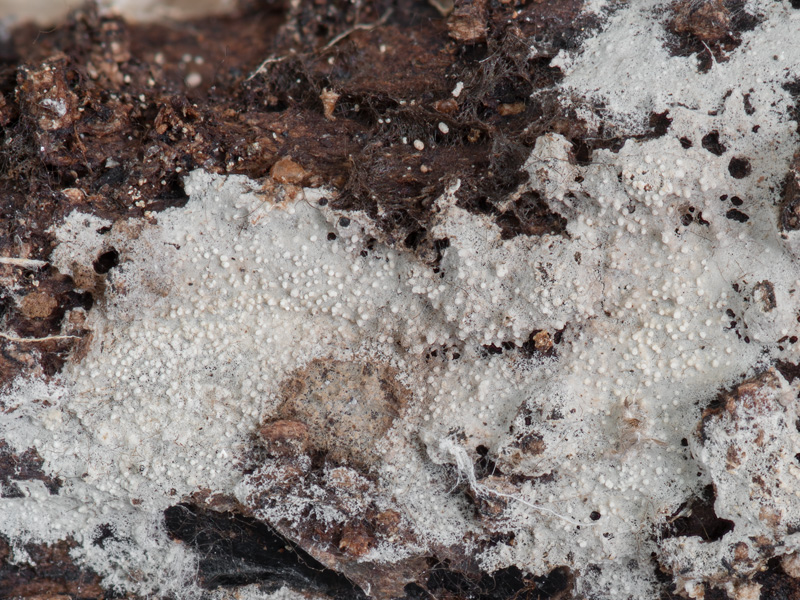 Brevicellicium olivascens